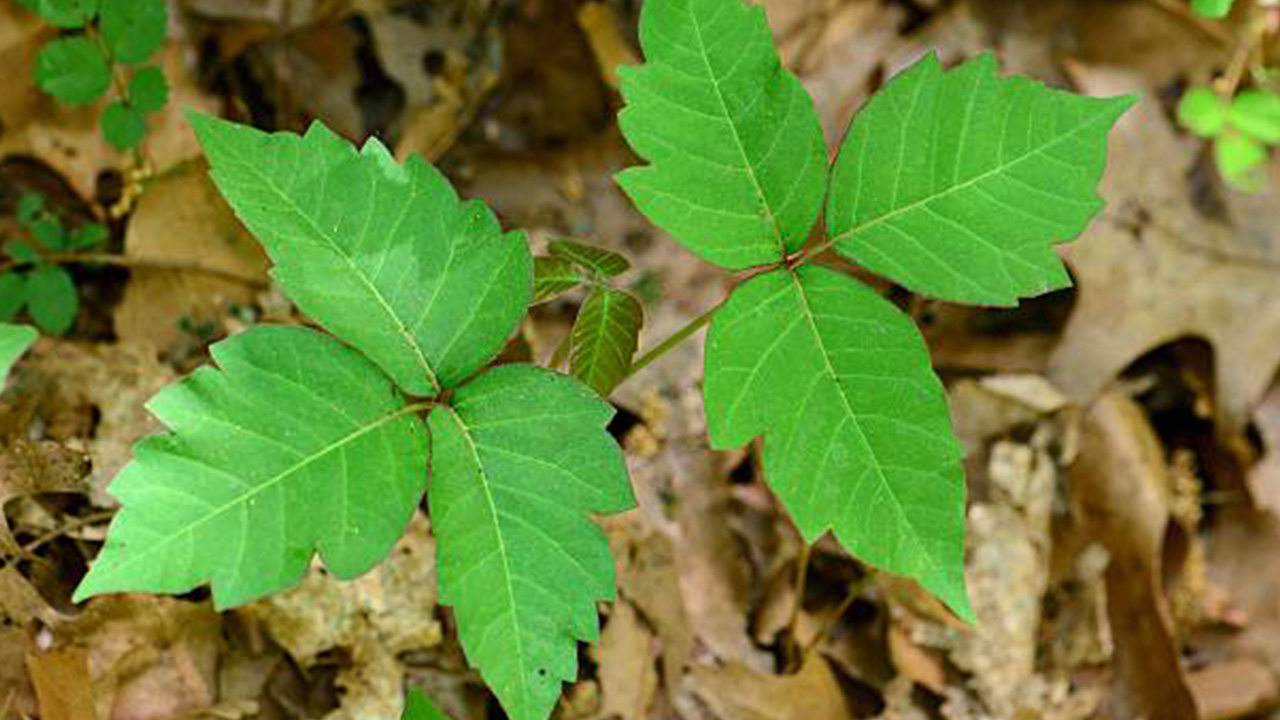 Poison Ivy Pic 2