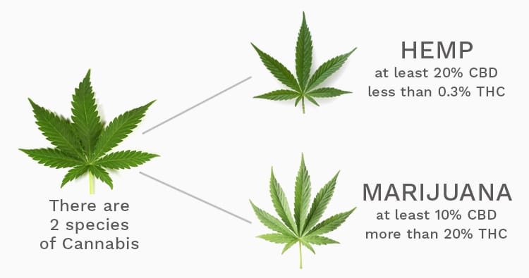 hemp-vs-marijuana