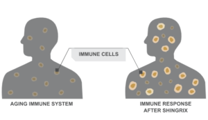 immune response after shingrix - Shingrix website