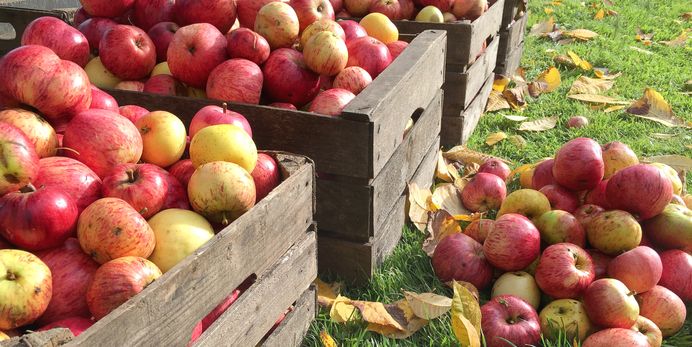 apple-harvest-royalty-free-image-1596230725