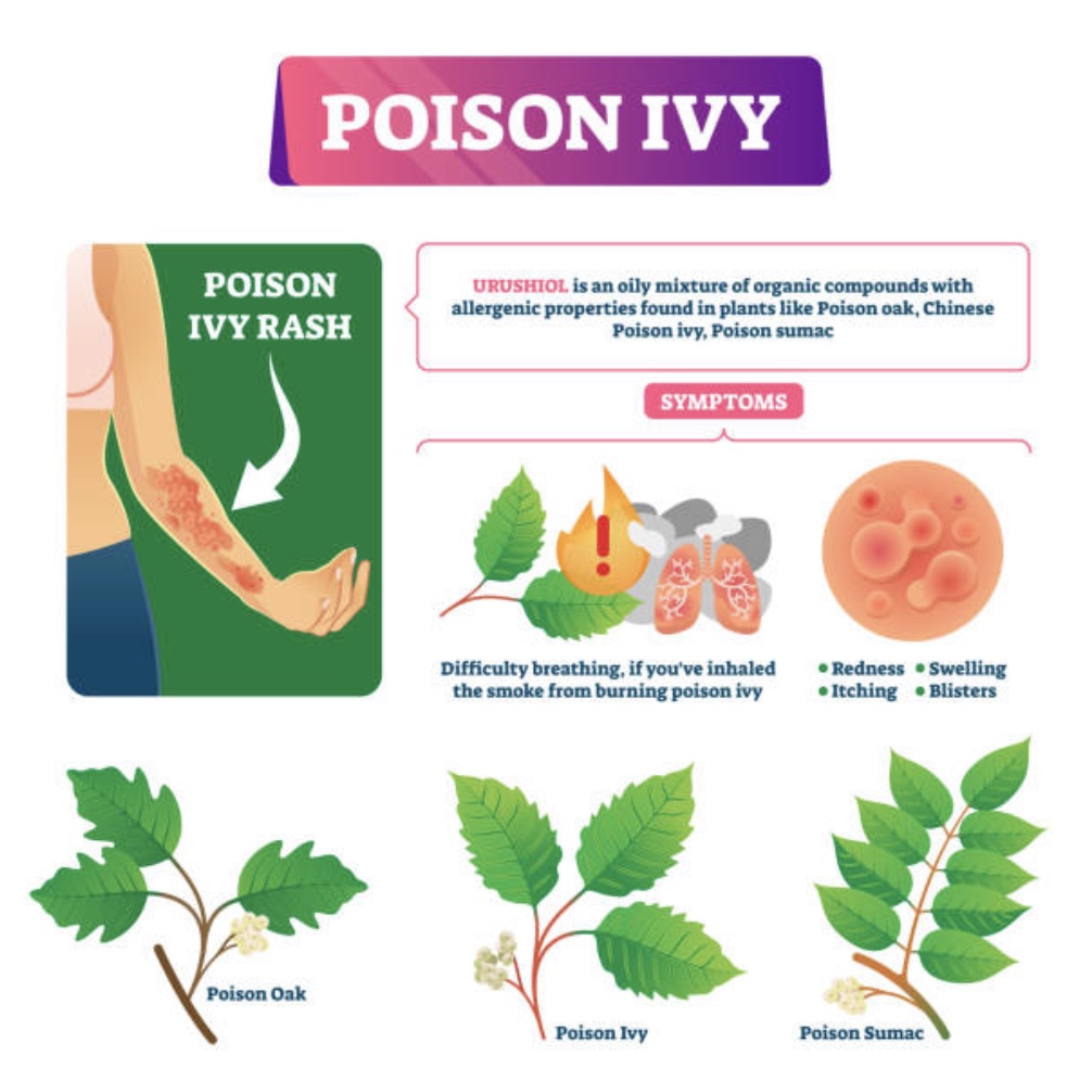 Poison Ivy #2